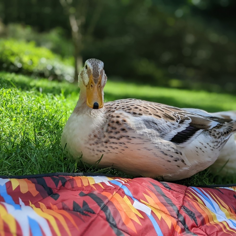 Meet your Posher, Tina